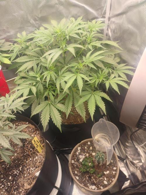 Autos In living Soil. Week 5