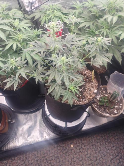 Autos In living Soil. Week 5