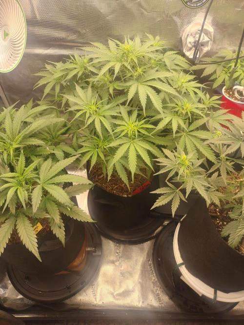 Autos In living Soil. Week 5