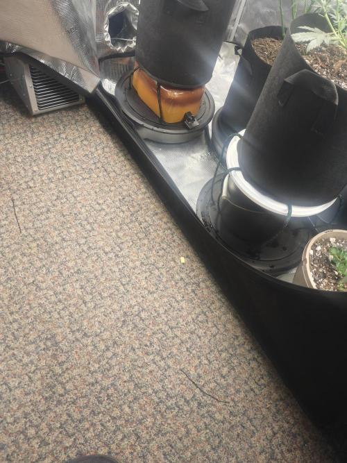 Autos In living Soil. Week 5