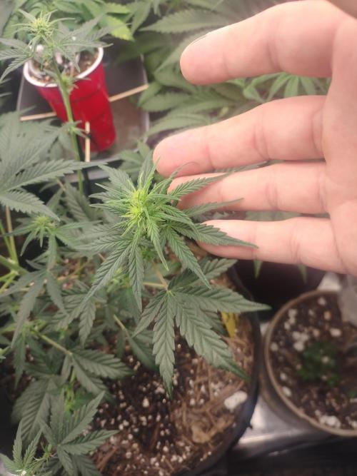 Autos In living Soil. Week 5