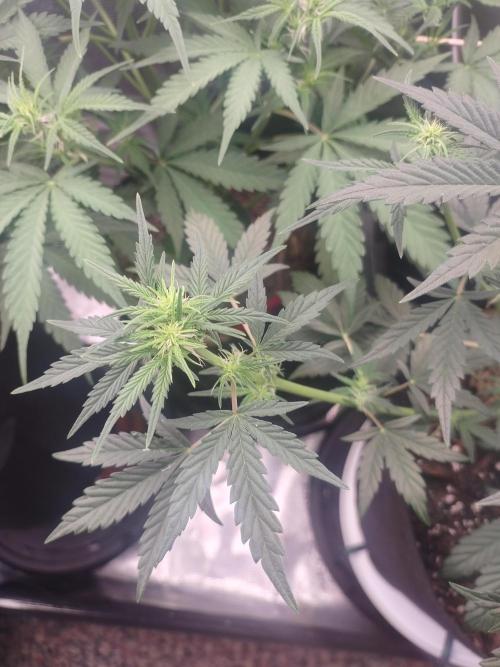 Autos In living Soil. Week 5