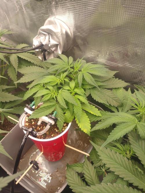 Coco Coir Training: ChocoLope Auto. Week 4