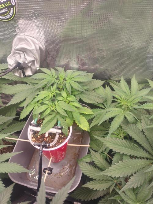 Coco Coir Training: ChocoLope Auto. Week 4