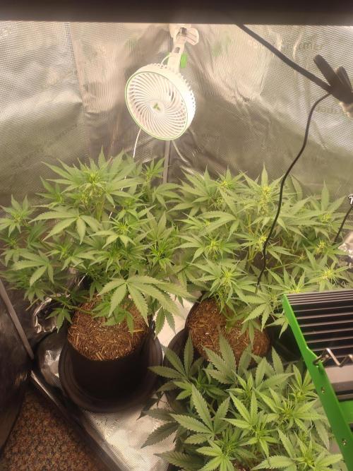 Autos In living Soil. Week 6