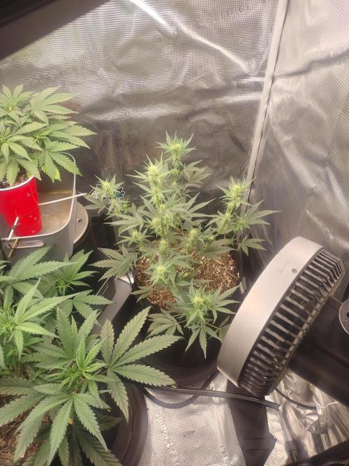 Autos In living Soil. Week 6