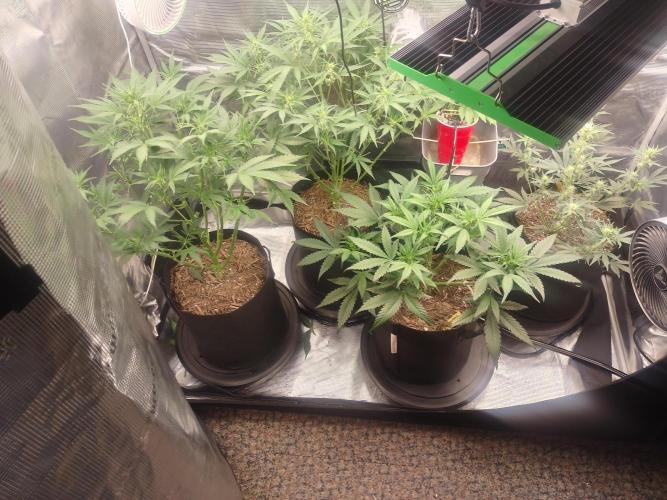 Autos In living Soil. Week 6