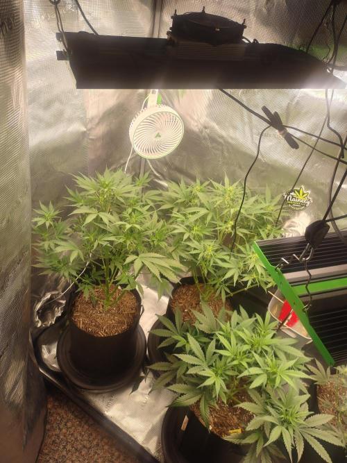 Autos In living Soil. Week 6