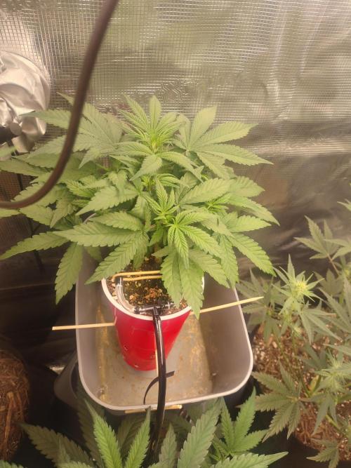 Coco Coir Training: ChocoLope Auto. Week 5