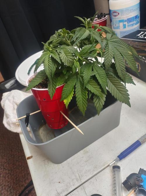 Coco Coir Training: ChocoLope Auto. Week 5 - Right before lights off, but she is pushing hard. 