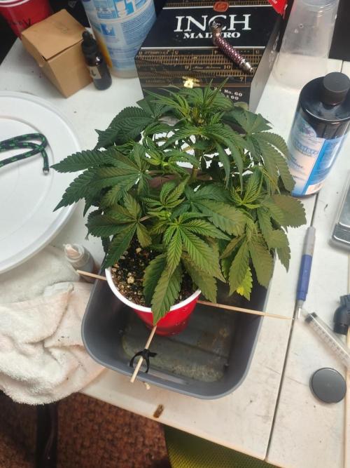 Coco Coir Training: ChocoLope Auto. Week 5 - Looking like I'll get 6 or 8 nice tops. I'll start to groom those out next. 