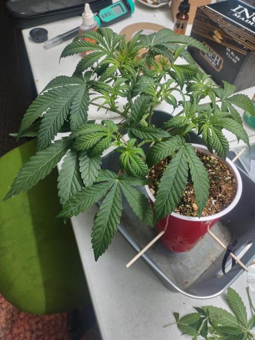 Coco Coir Training: ChocoLope Auto. Week 5 - 1/6 Post defoliation 