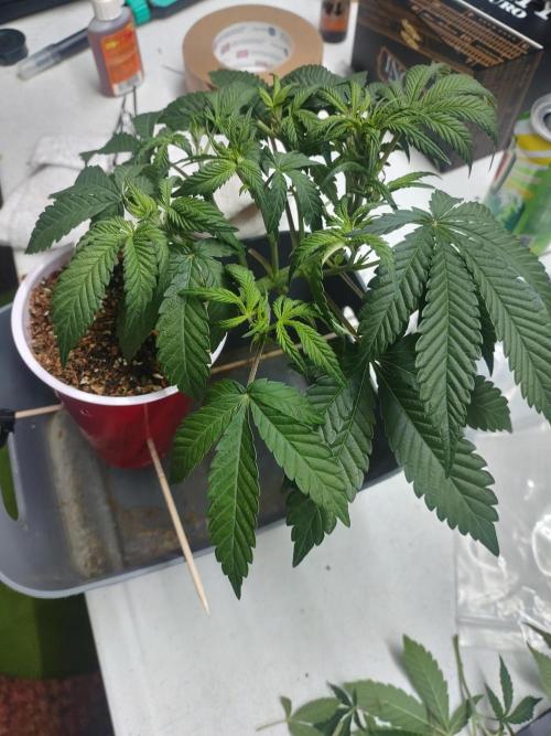 Coco Coir Training: ChocoLope Auto. Week 5 - 1/6 Post defoliation 