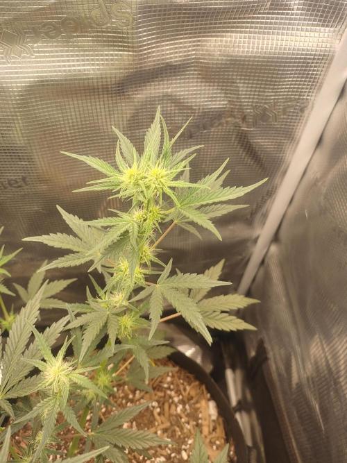 Autos In living Soil. Week 6