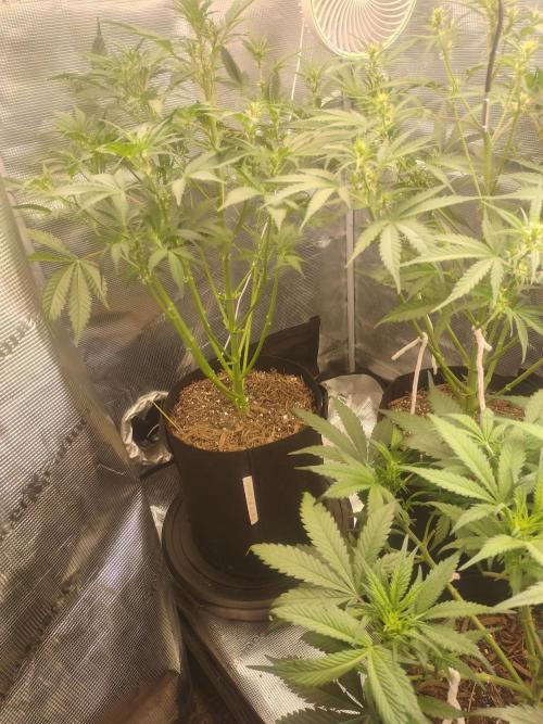 Autos In living Soil. Week 6