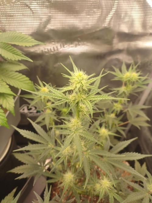 Autos In living Soil. Week 6