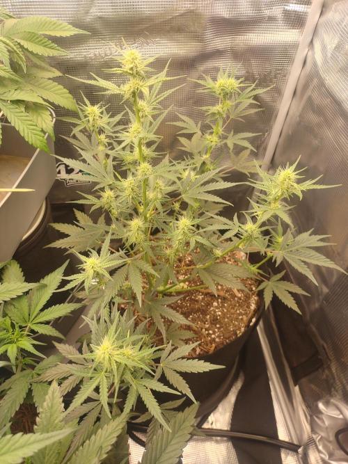 Autos In living Soil. Week 6