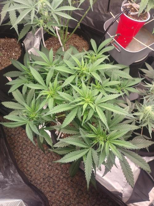 Autos In living Soil. Week 6