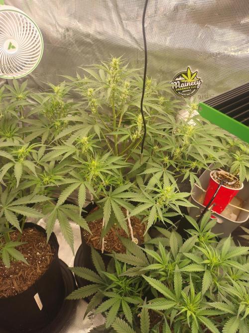 Autos In living Soil. Week 6