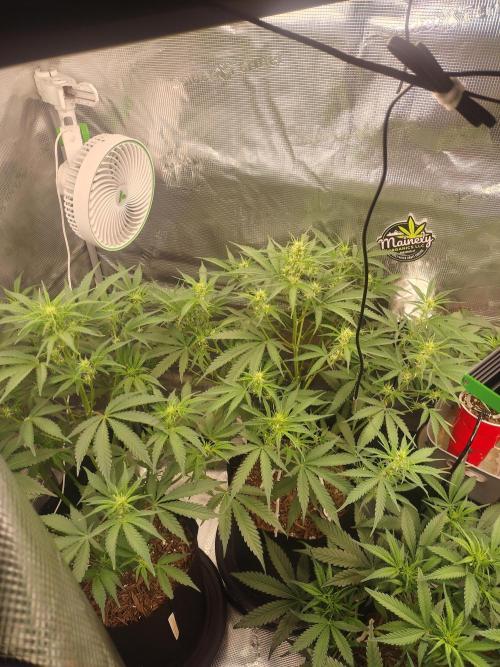 Autos In living Soil. Week 6