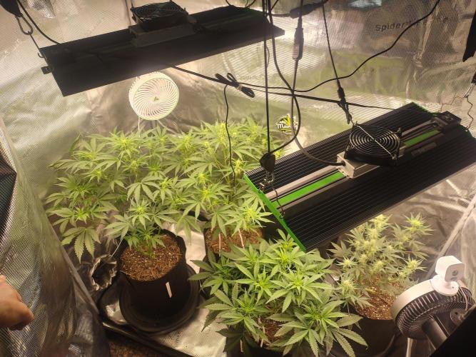 Autos In living Soil. Week 6