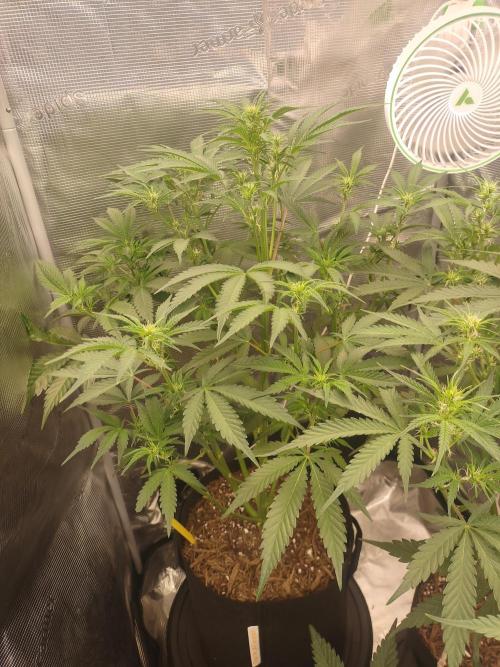 Autos In living Soil. Week 6