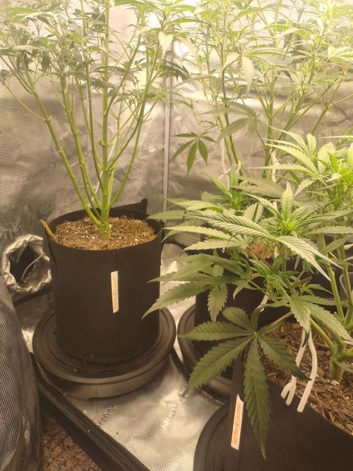 Autos In living Soil. Week 6