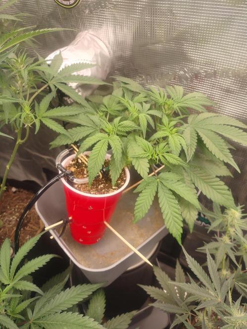 Coco Coir Training: ChocoLope Auto. Week 5