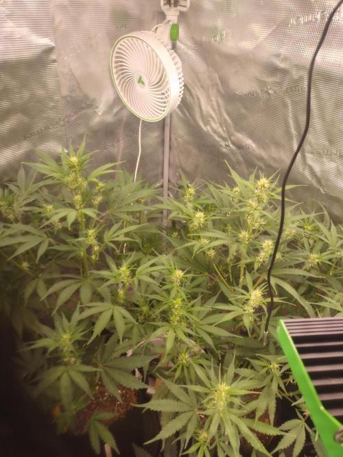 Autos In living Soil. Week 6