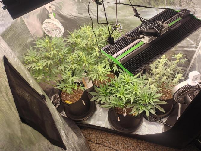 Autos In living Soil. Week 6