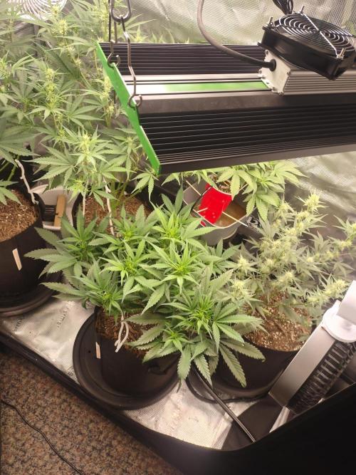 Autos In living Soil. Week 6