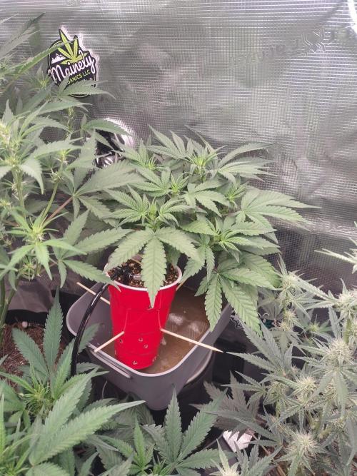 Coco Coir Training: ChocoLope Auto. Week 5 - 1/9
 She can start flowering any day now. 

