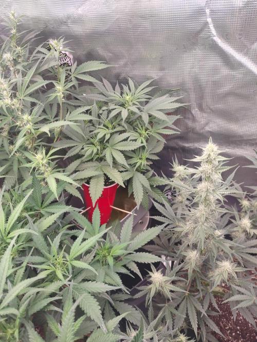 Coco Coir Training: ChocoLope Auto. Week 6