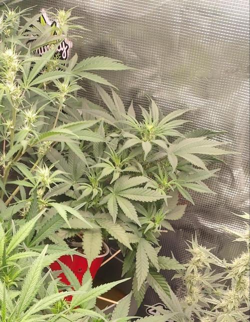 Coco Coir Training: ChocoLope Auto. Week 6