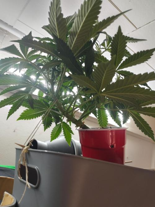 Coco Coir Training: ChocoLope Auto. Week 6