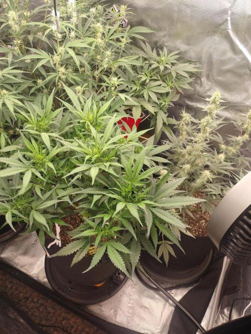 Autos In living Soil. Week 7