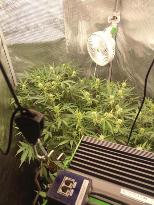 Autos In living Soil. Week 7