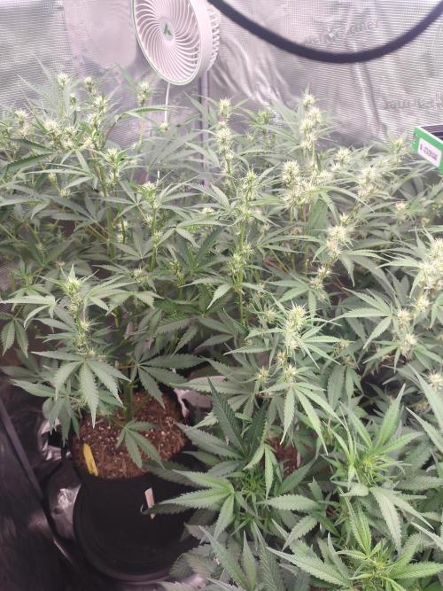 Autos In living Soil. Week 7