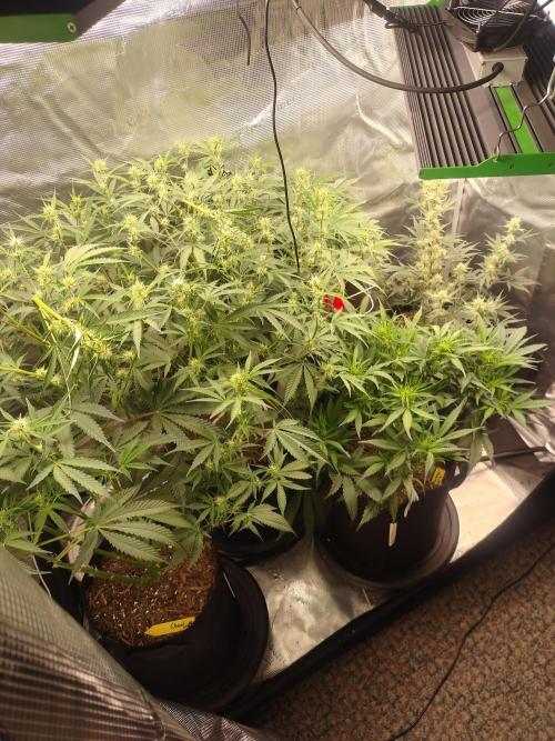 Autos In living Soil. Week 7