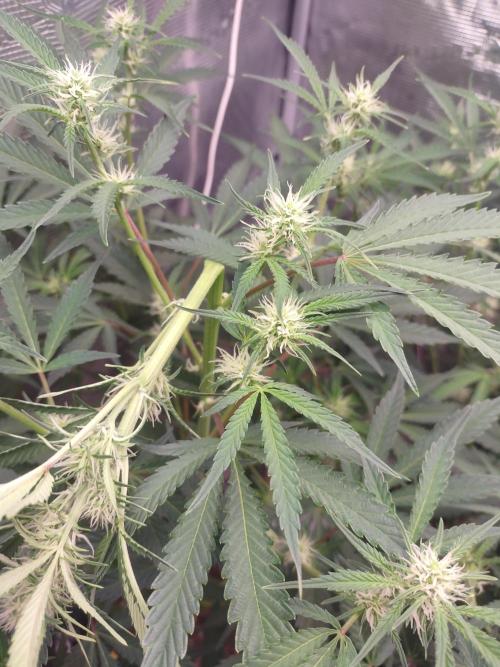 Autos In living Soil. Week 7