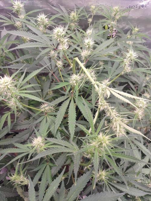 Autos In living Soil. Week 7