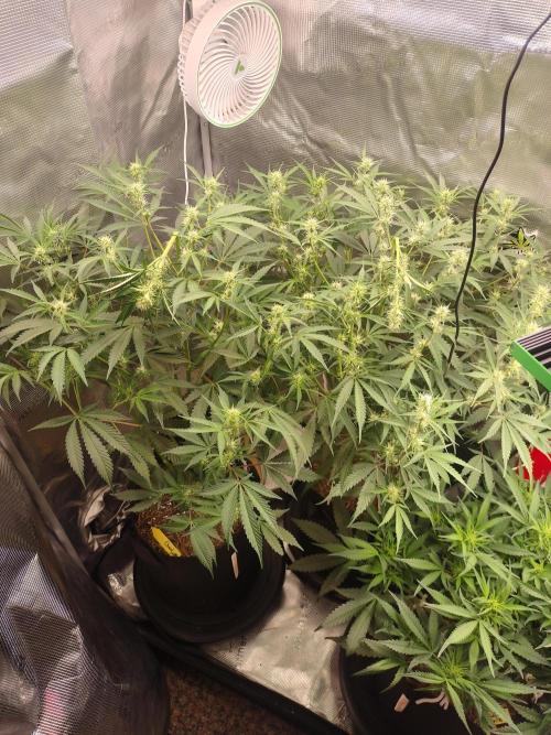 Autos In living Soil. Week 7