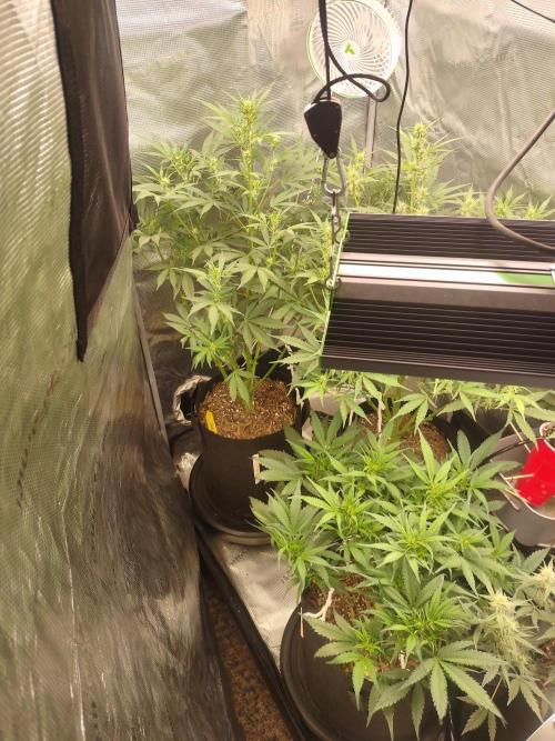 Autos In living Soil. Week 7