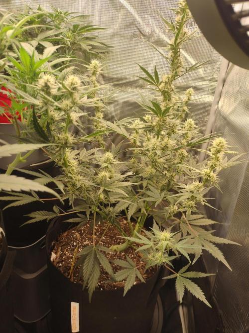 Autos In living Soil. Week 7