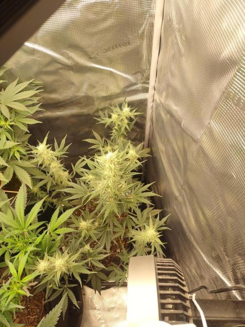 Autos In living Soil. Week 7