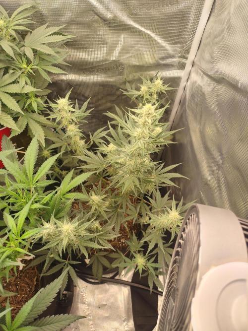 Autos In living Soil. Week 7