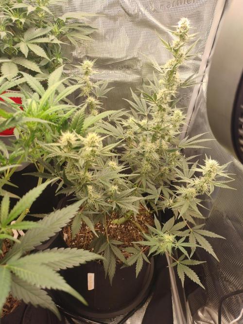 Autos In living Soil. Week 7