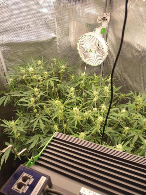 Autos In living Soil. Week 7