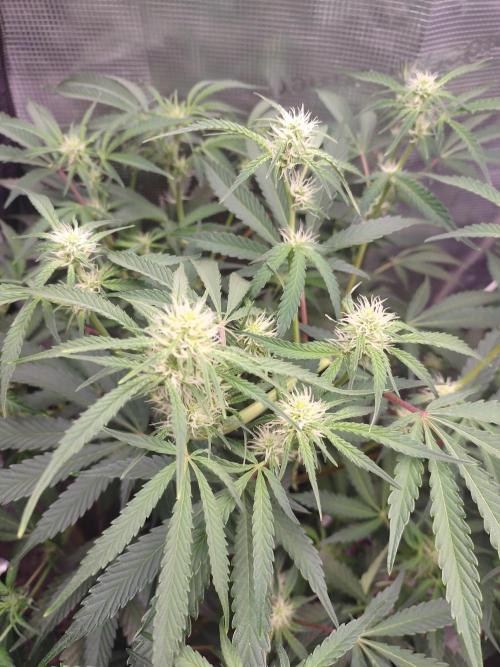 Autos In living Soil. Week 7