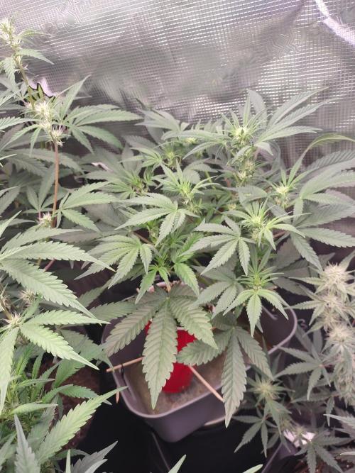 Coco Coir Training: ChocoLope Auto. Week 6